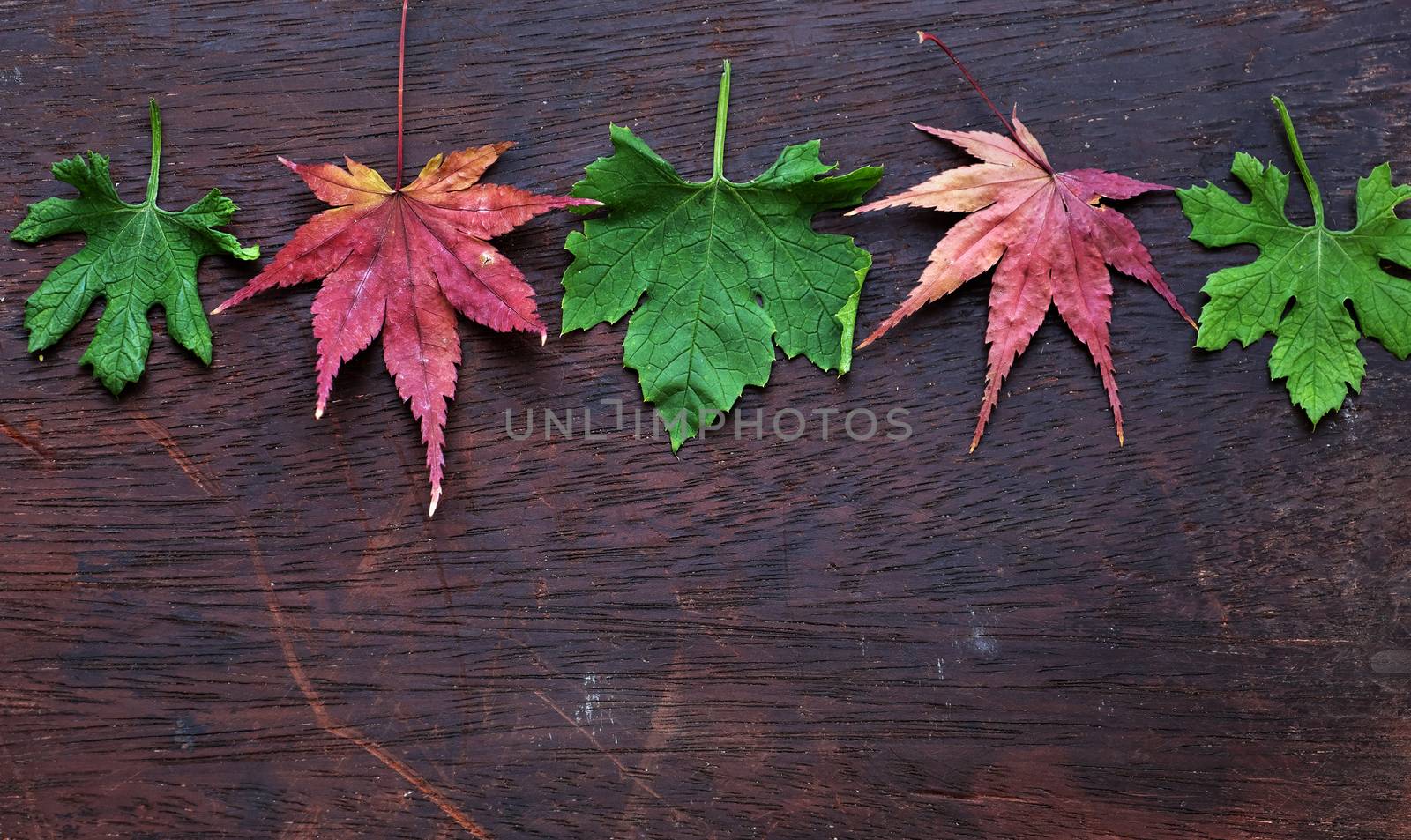 Thanksgiving background with colorful maple leaf on wood background, nice leaves in autumn season