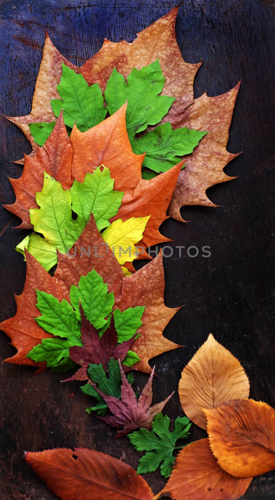 Thanksgiving background with colorful maple leaf on wood background, nice leaves in autumn season