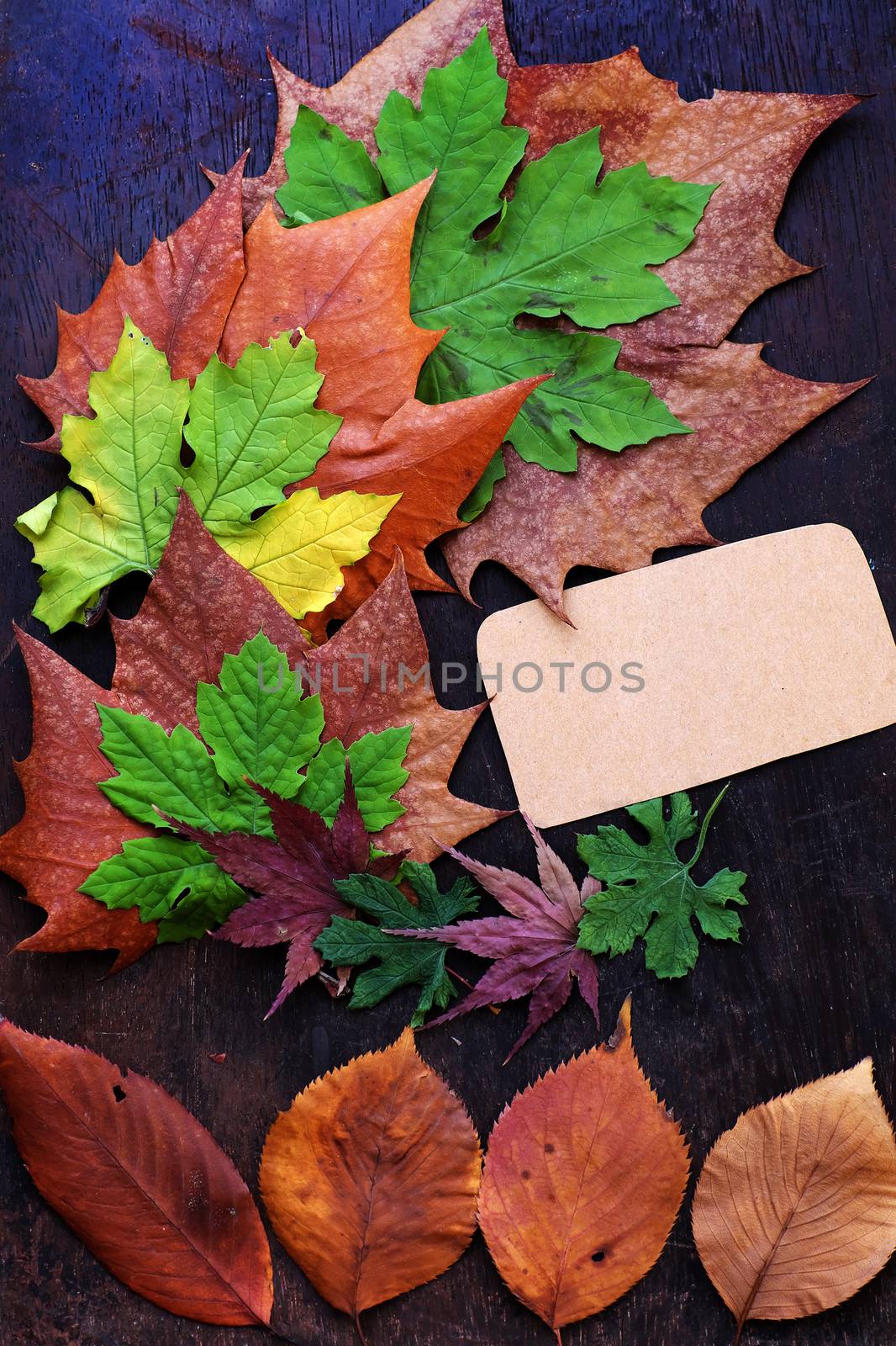 Thanksgiving background with colorful maple leaf on wood background, nice leaves in autumn season