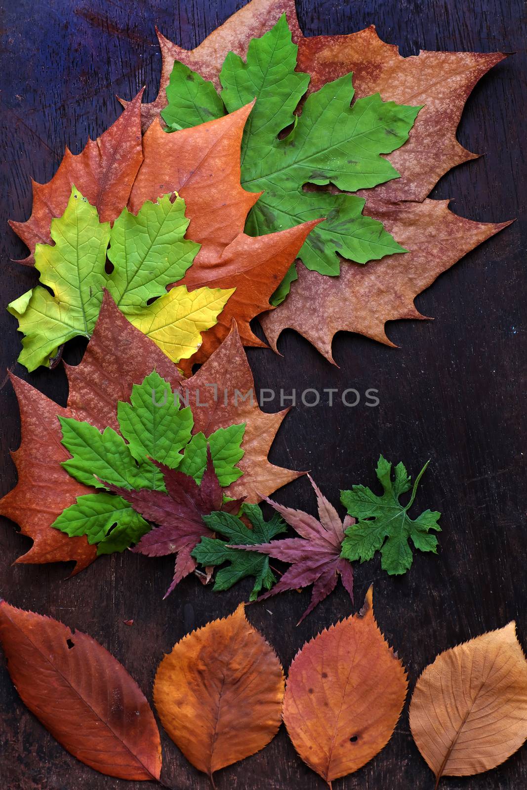 Thanksgiving background with colorful maple leaf on wood background, nice leaves in autumn season