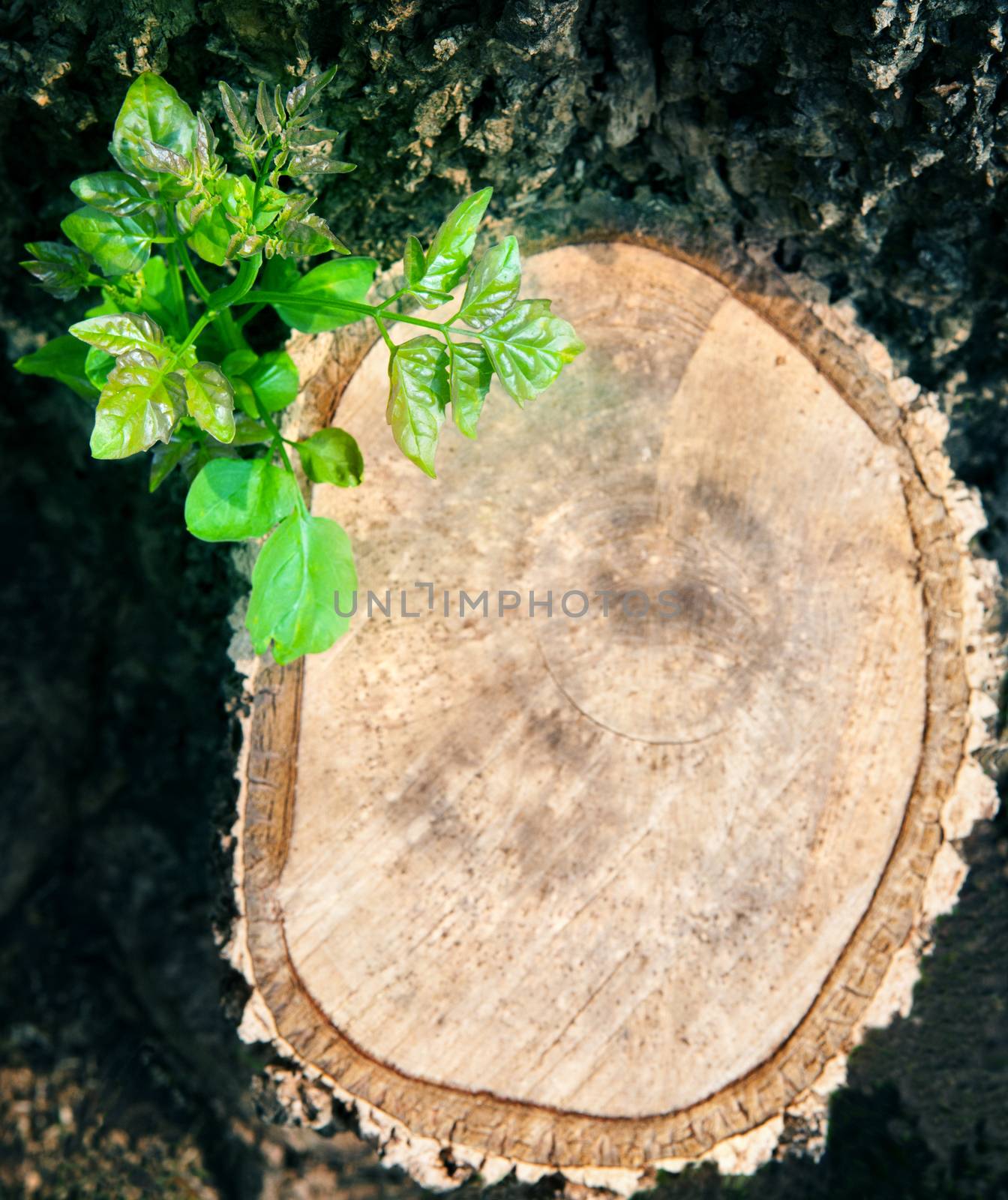 tree bark wood cutting and some green leaves growthing against w by khunaspix