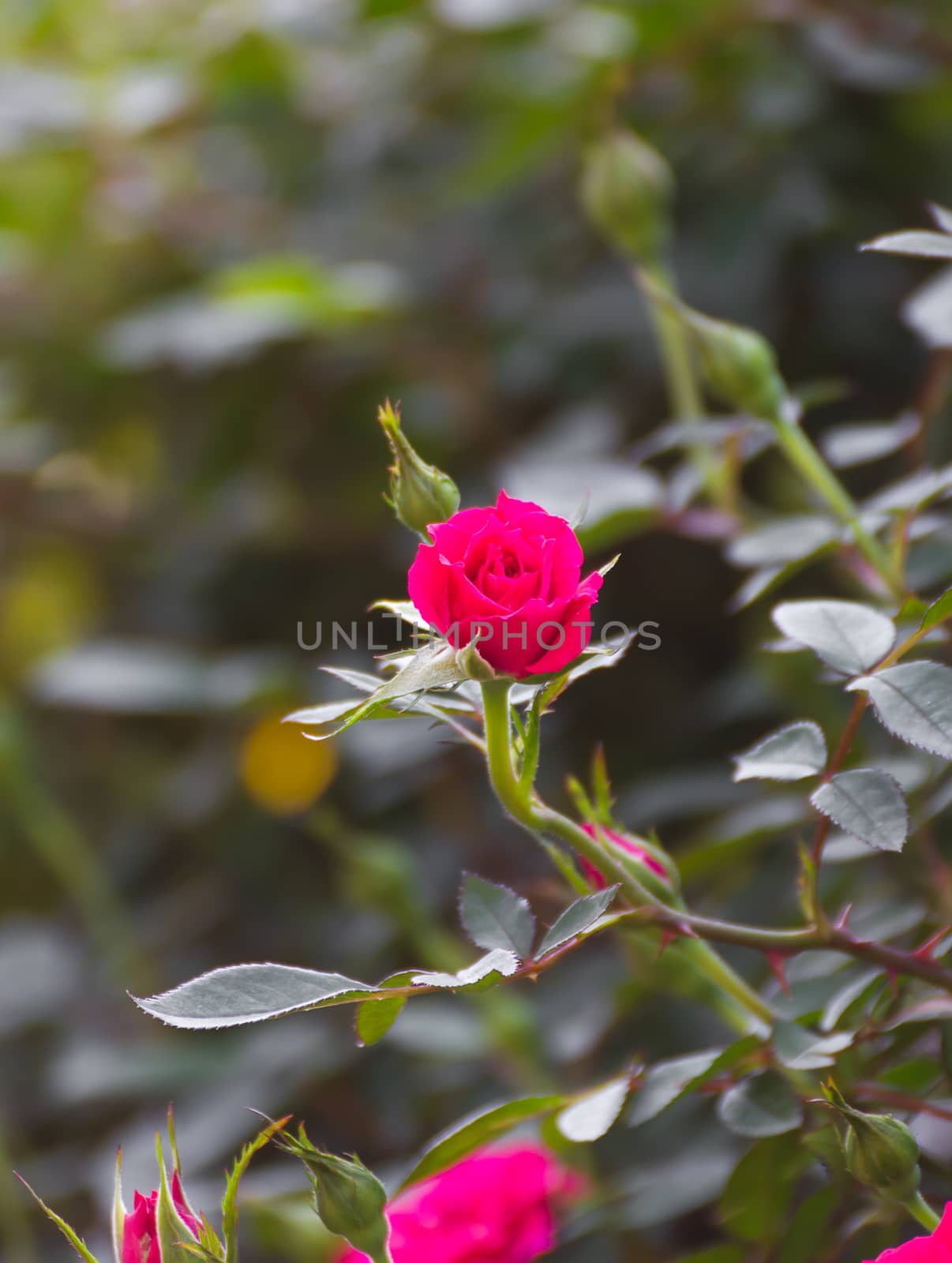 Pink rose bush of pink roses in garden