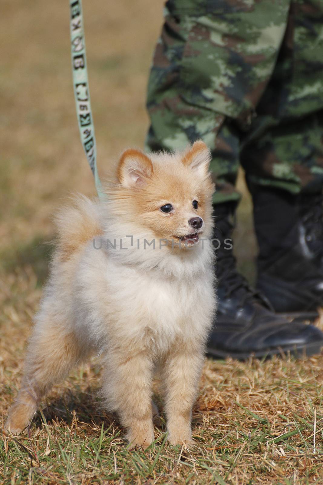 THAILAND- DECEMBER 18: Training Dogs of War, Thailand's Army on December 18, 2014 in Saraburi, Thailand.