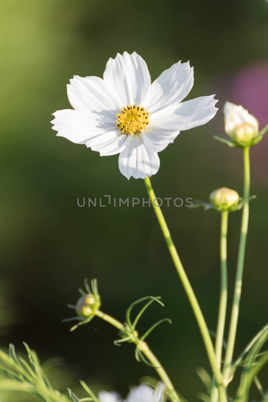 Cosmos flower in field, White cosmos flower family fompositae