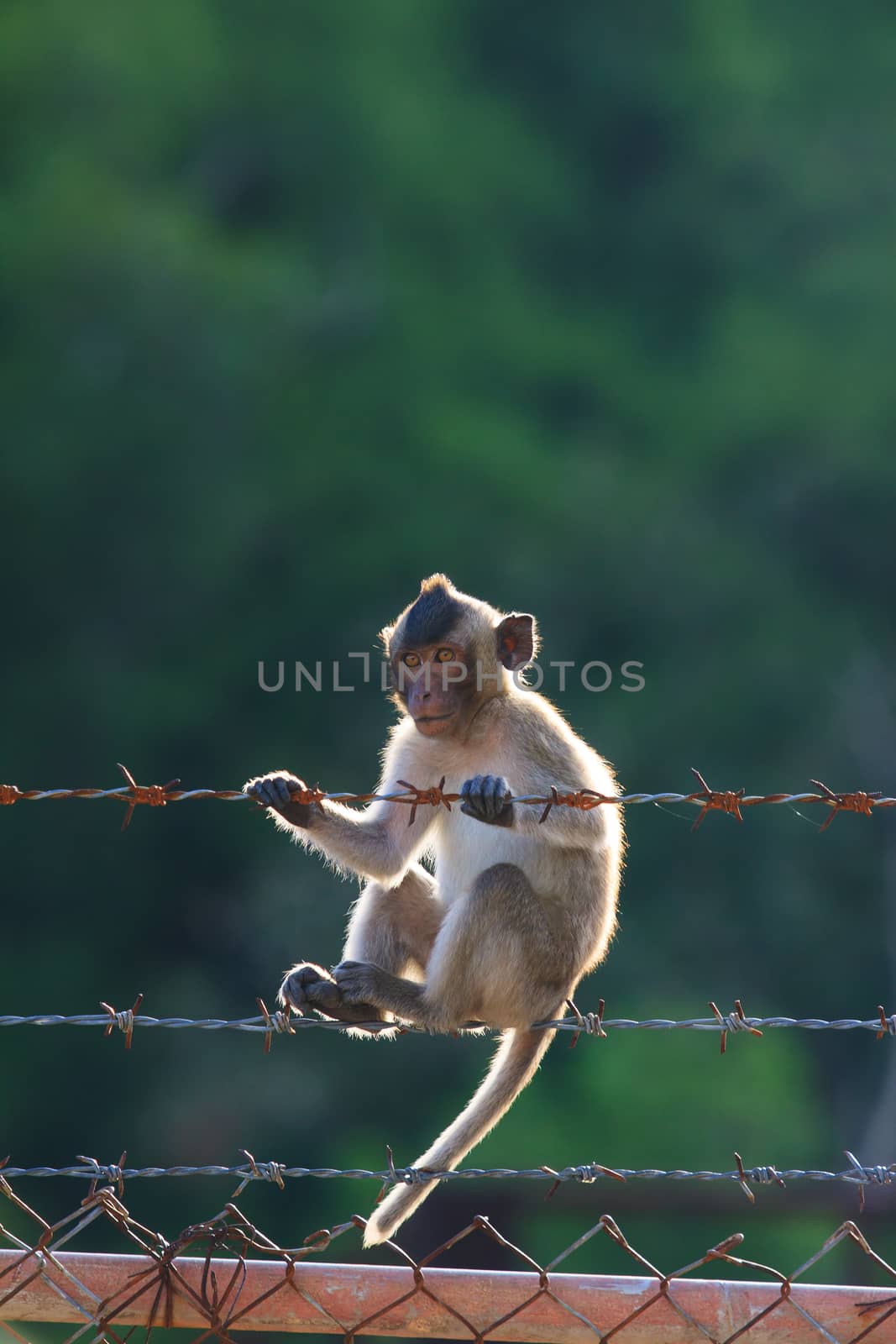 little monkey climbing on steel fence against blurry background by khunaspix