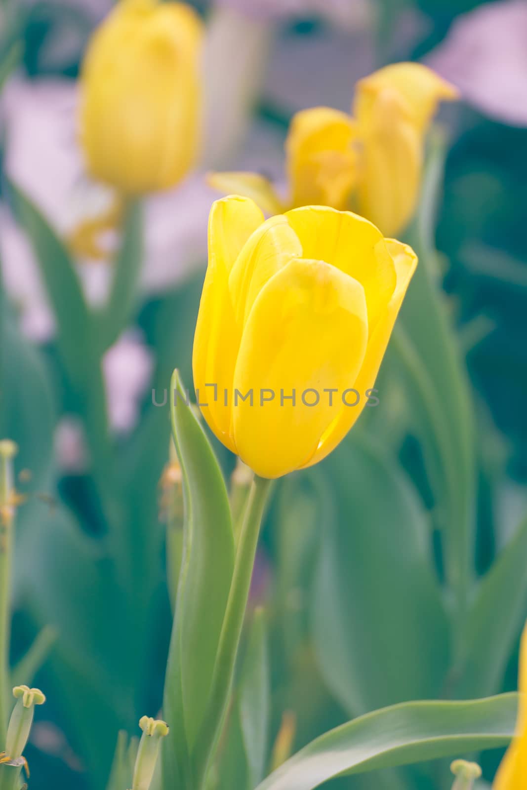 Yellow tulip flower in garden by stoonn