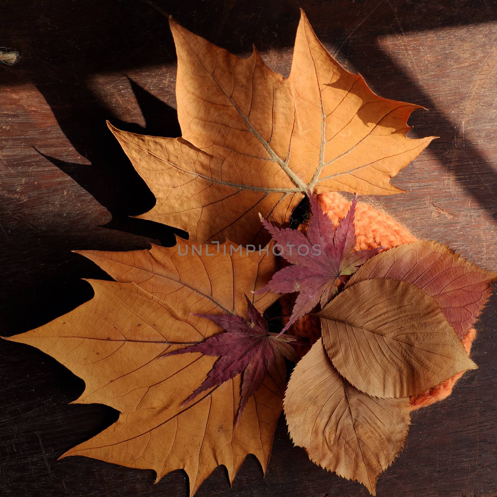 Thanksgiving background with dried maple leaf on wood background, nice leaves in autumn season