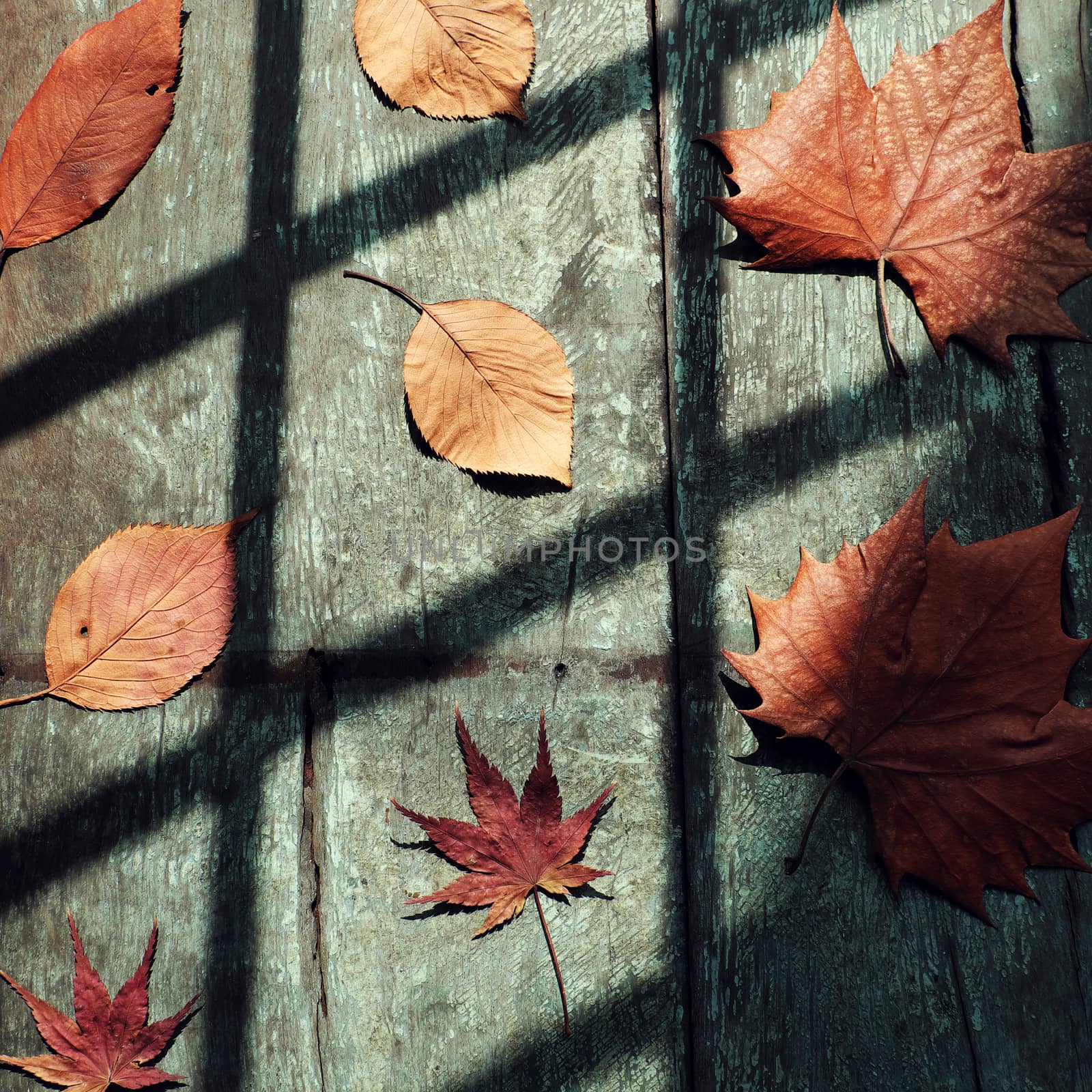 Fall background with dried maple leaf on wood background and vintage color, shadows of window on leaves make art shape