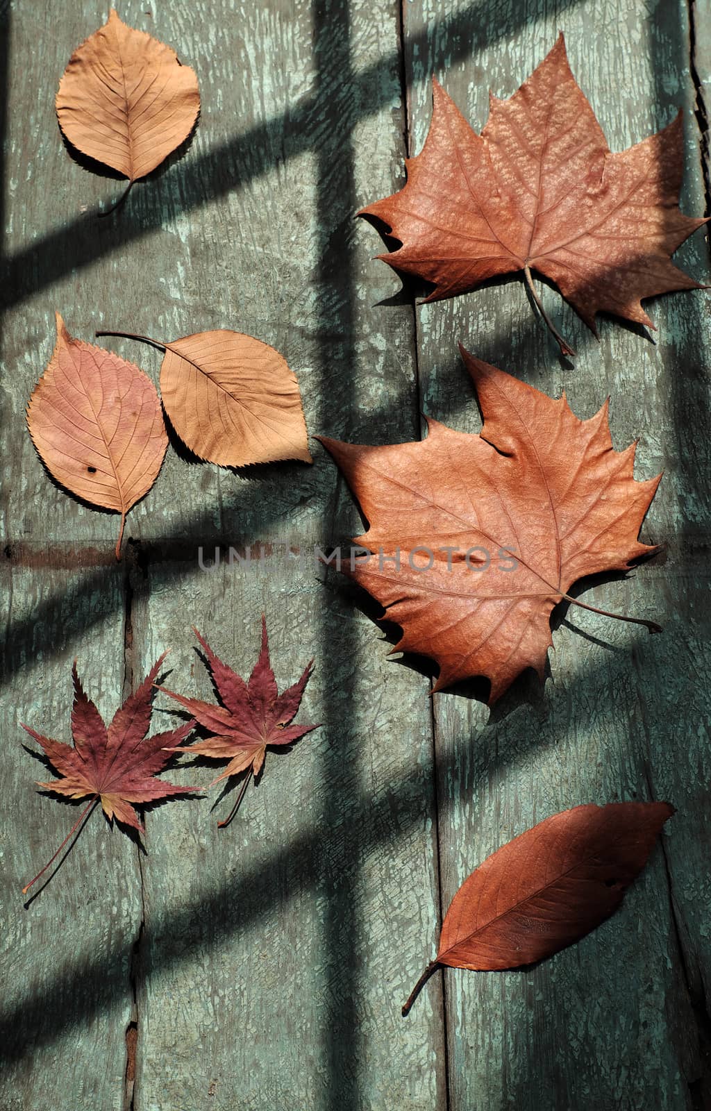 Fall background with dried maple leaf on wood background and vintage color, shadows of window on leaves make art shape