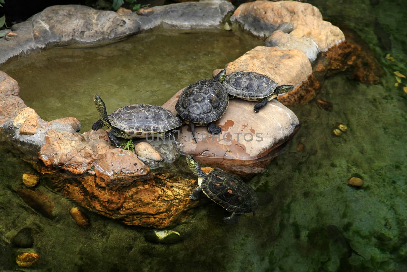 Red-eared turtles in the pond