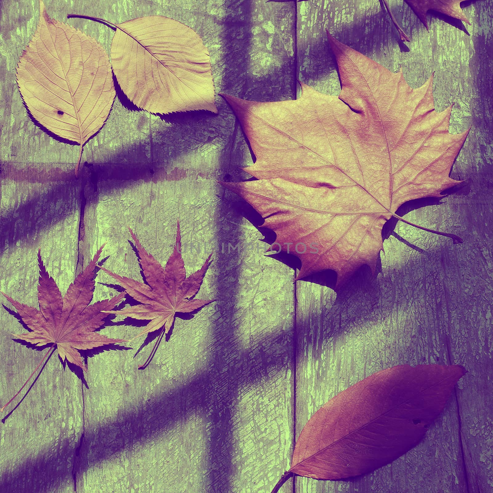 Fall background with dried maple leaf, art background in amazing pink and violet tone