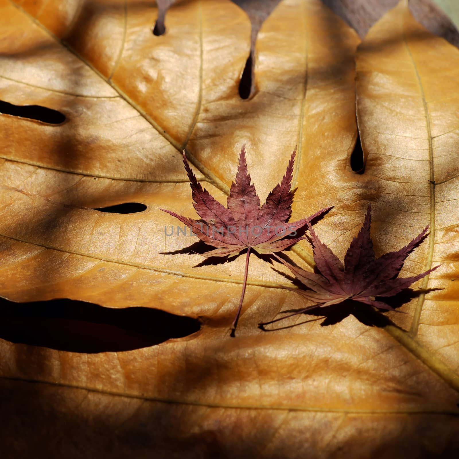 Couple of maple leaf, symbol of love, art background in black and white tone, dried leaves together on wooden background