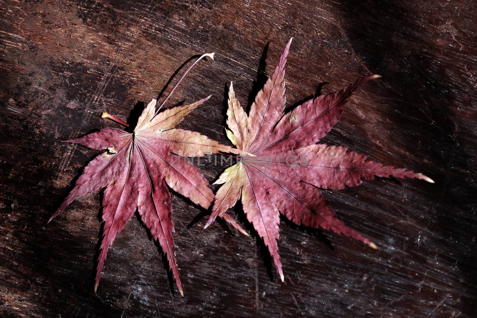 Couple of maple leaf, symbol of love, dried leaves together on wooden background