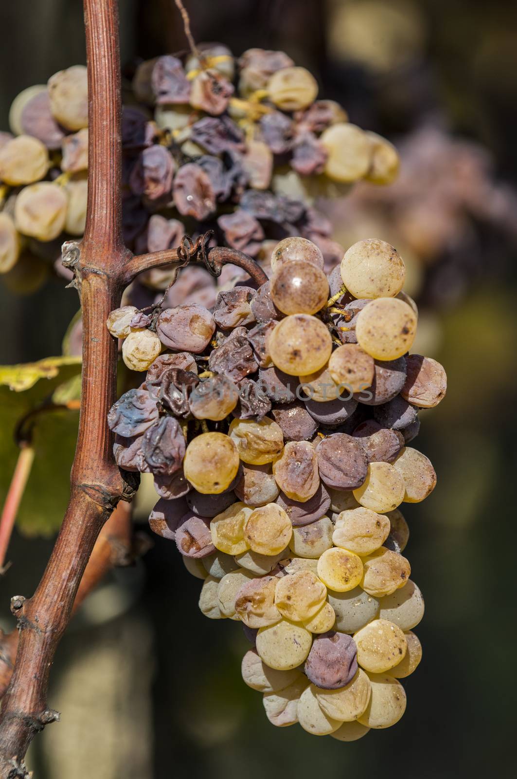 Noble rot of a wine grape, grapes with mold, Botrytis, Sauternes, France