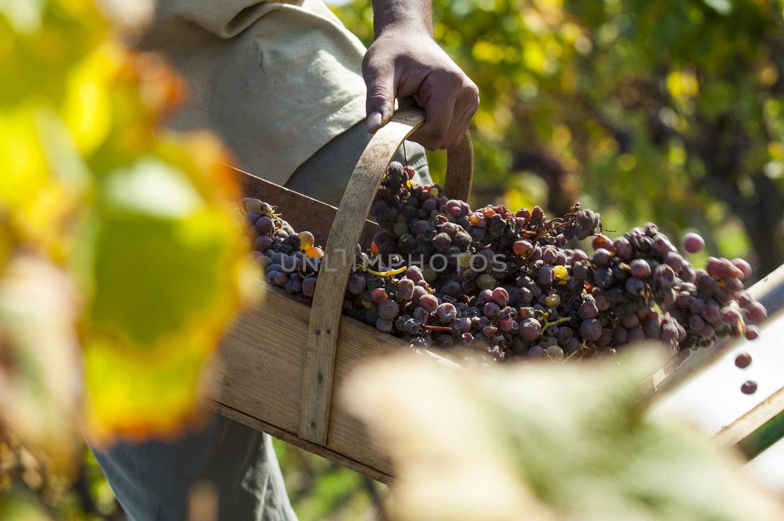 Noble rot of a wine grape, grapes with mold, Botrytis, Sauternes, France