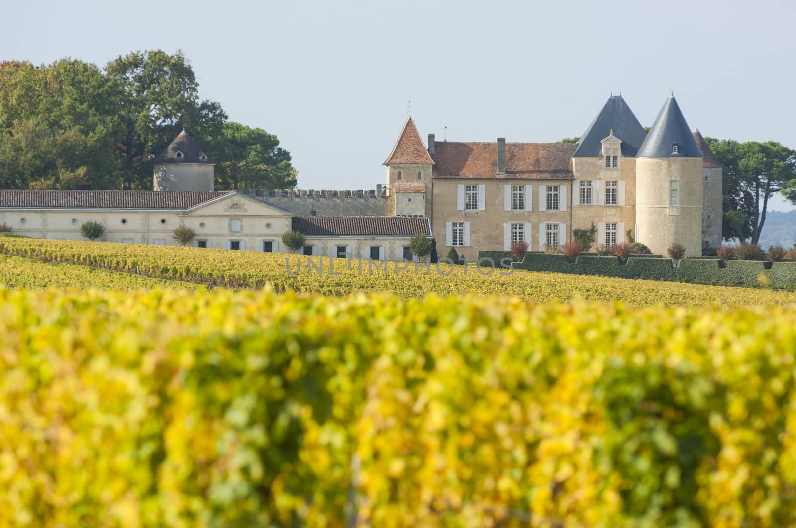 Vineyard and Chateau d'Yquem, Sauternes Region, France