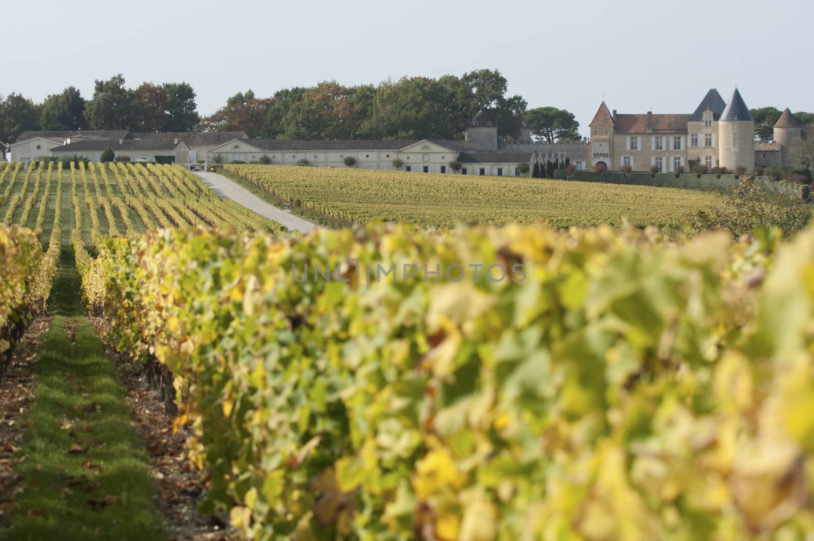 Vineyard and Chateau d'Yquem, Sauternes Region, France