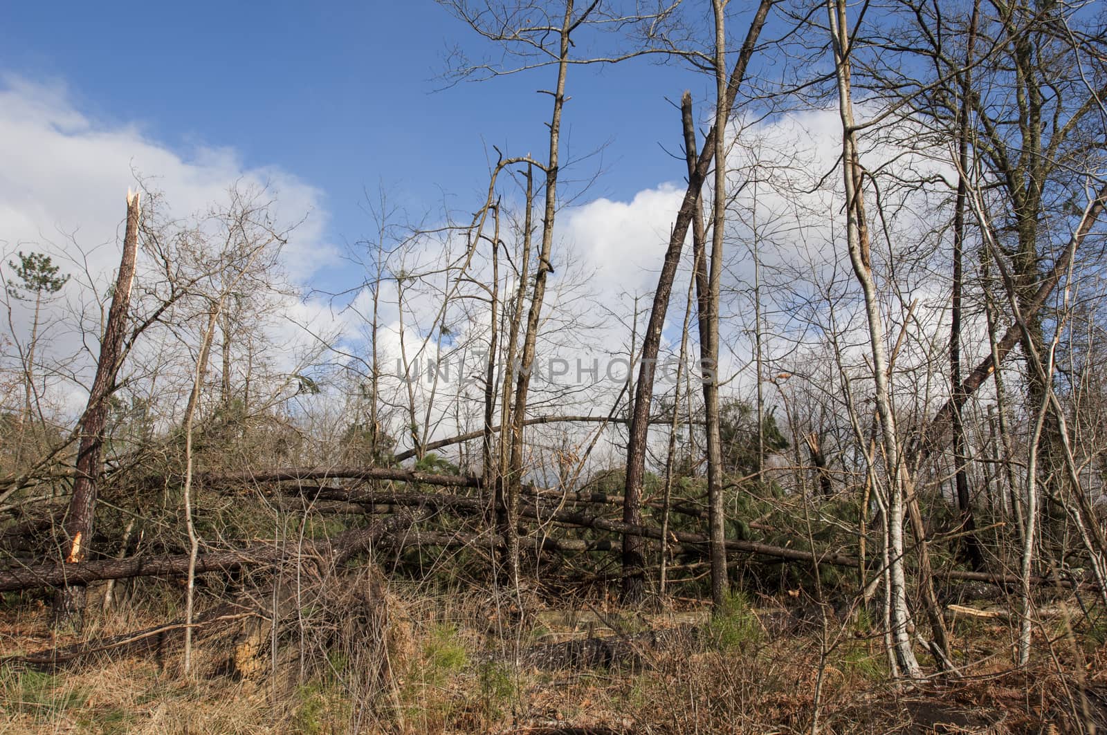 Storm damage. Broken tree in the forest, Landes, France