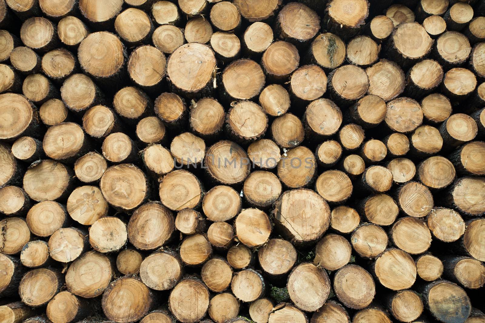 Pine logs in the forest, Firewood as a renewable energy source, France