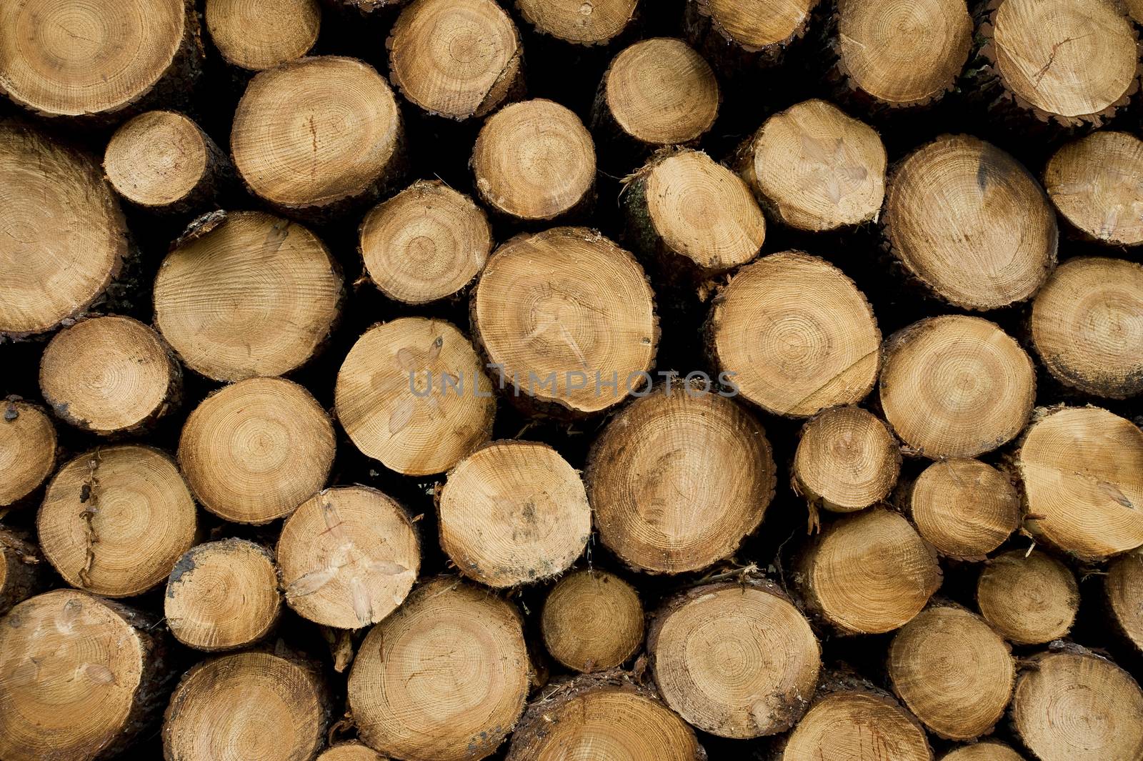 Pine logs in the forest, Firewood as a renewable energy source, France