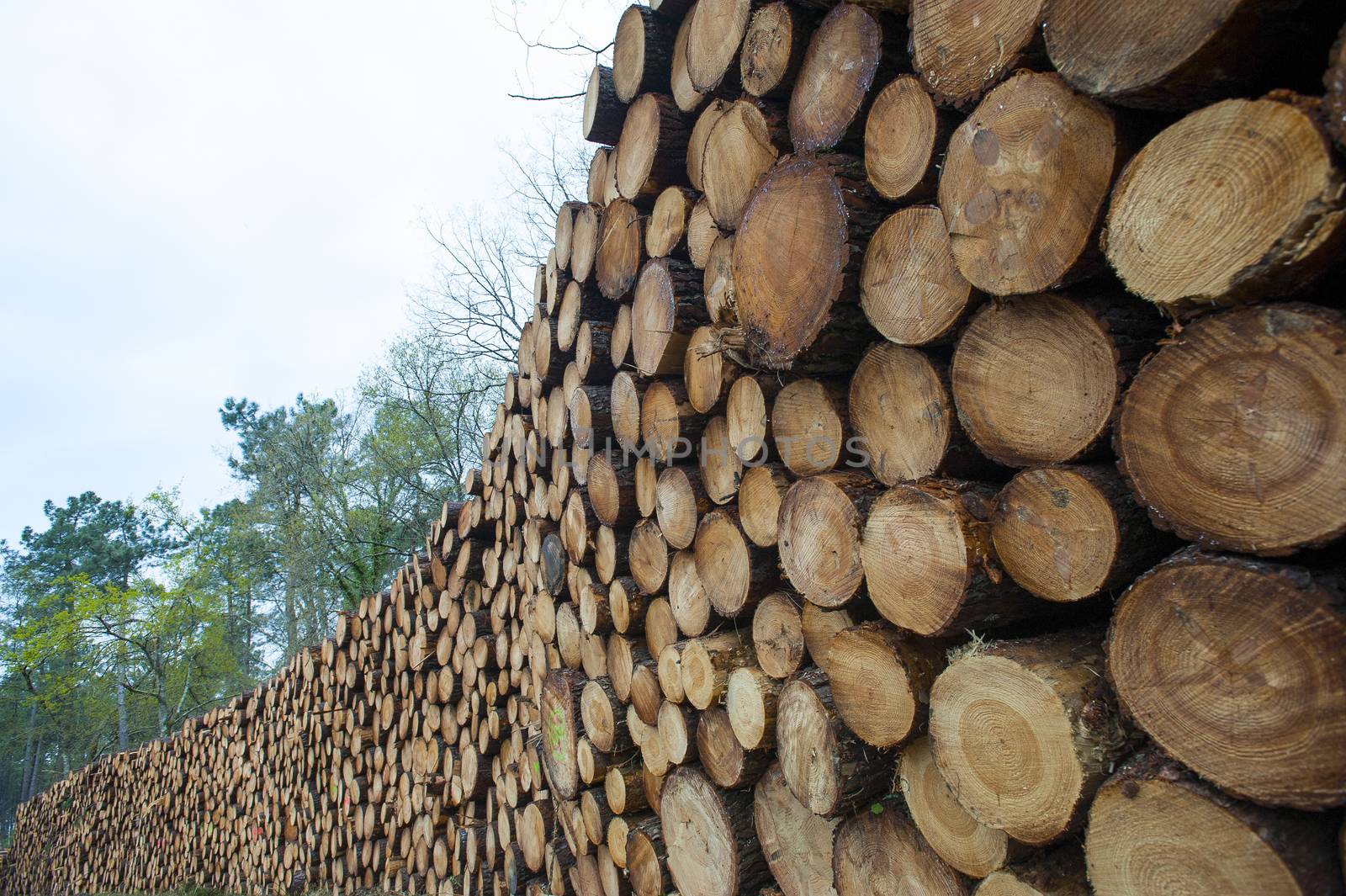 Pine logs in the forest, Firewood as a renewable energy source, France