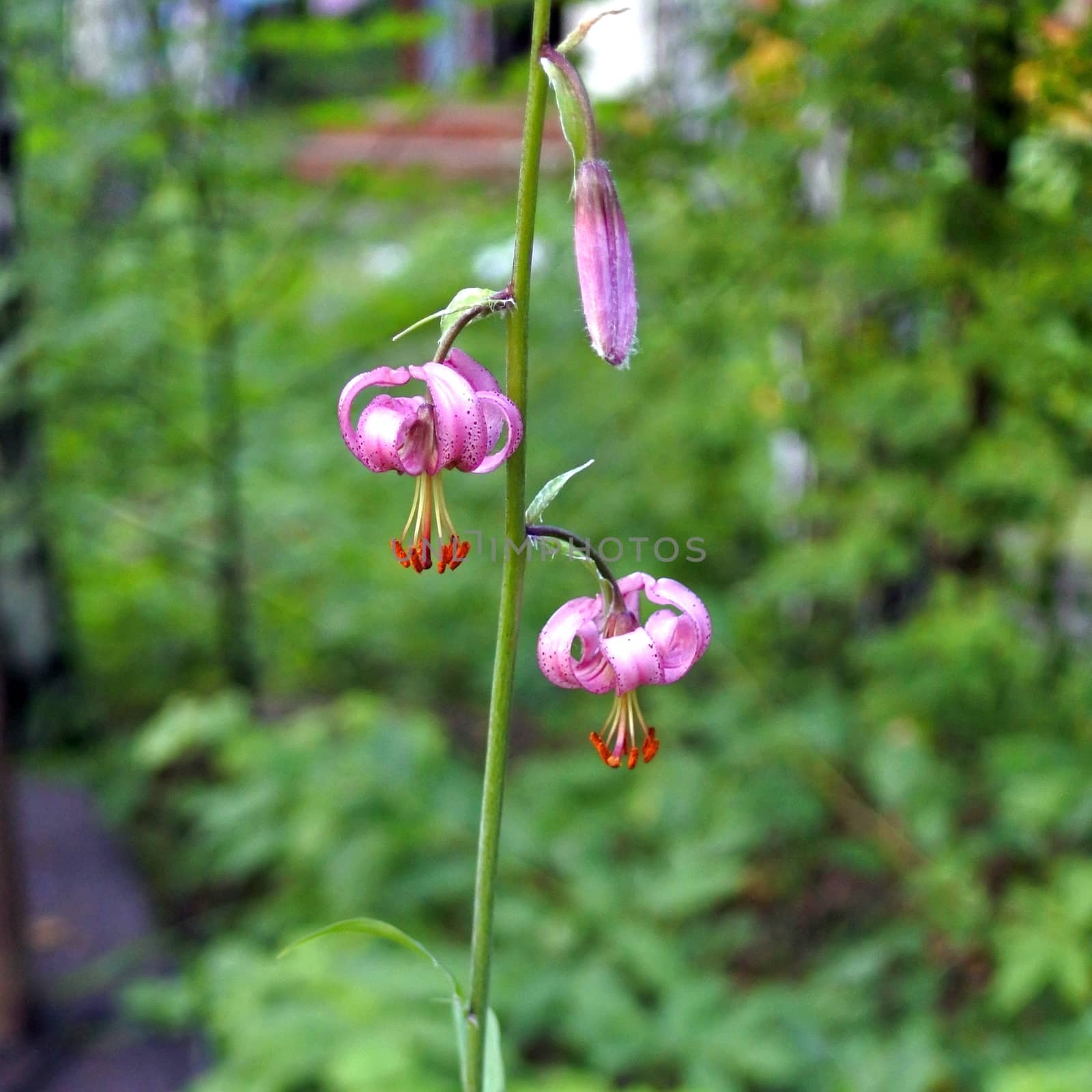 wild plant Rare plant - the Caucasian Lily. Lilium caucasicum