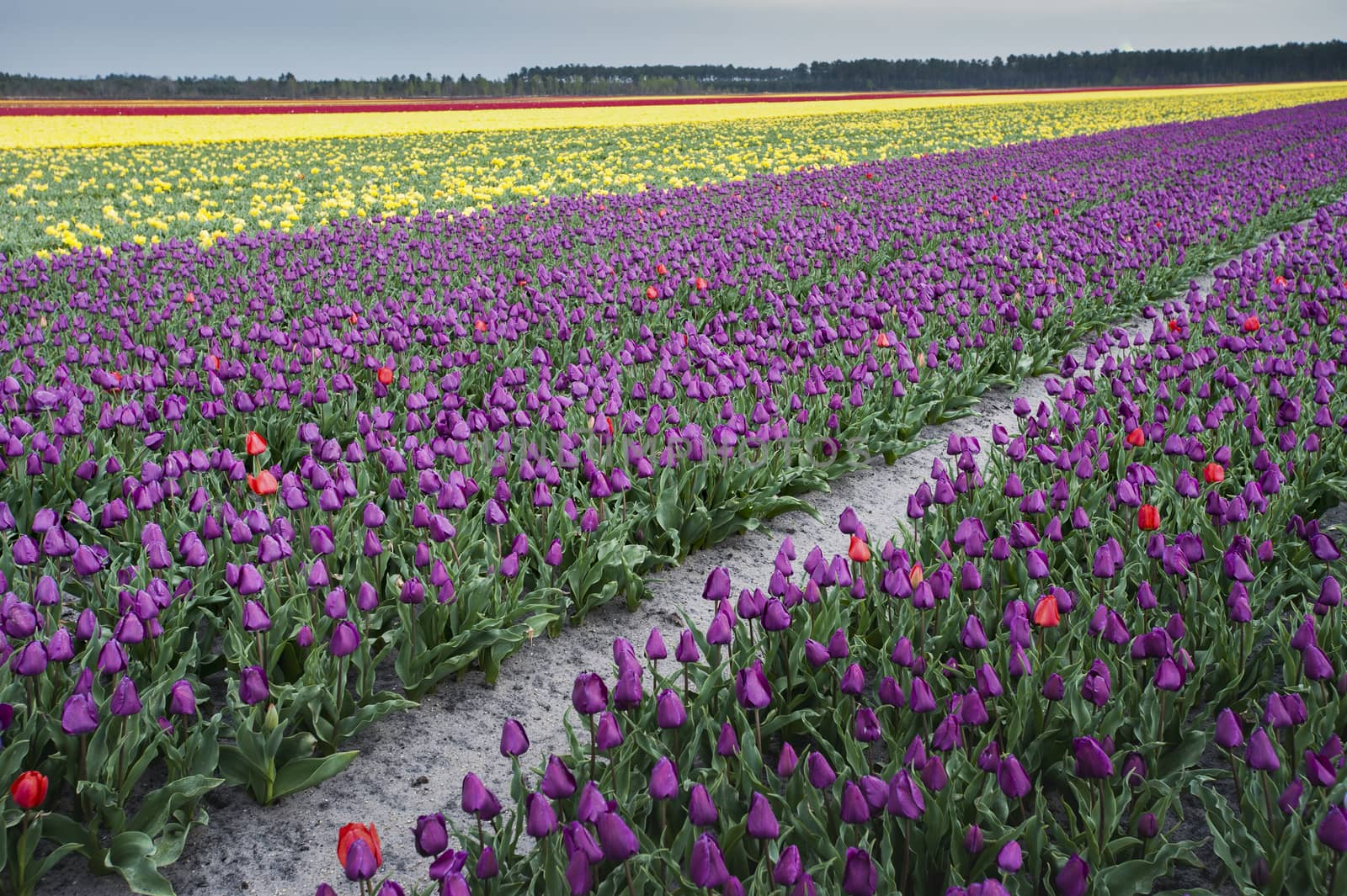 Row of colors at tulip farm in Gironde, France