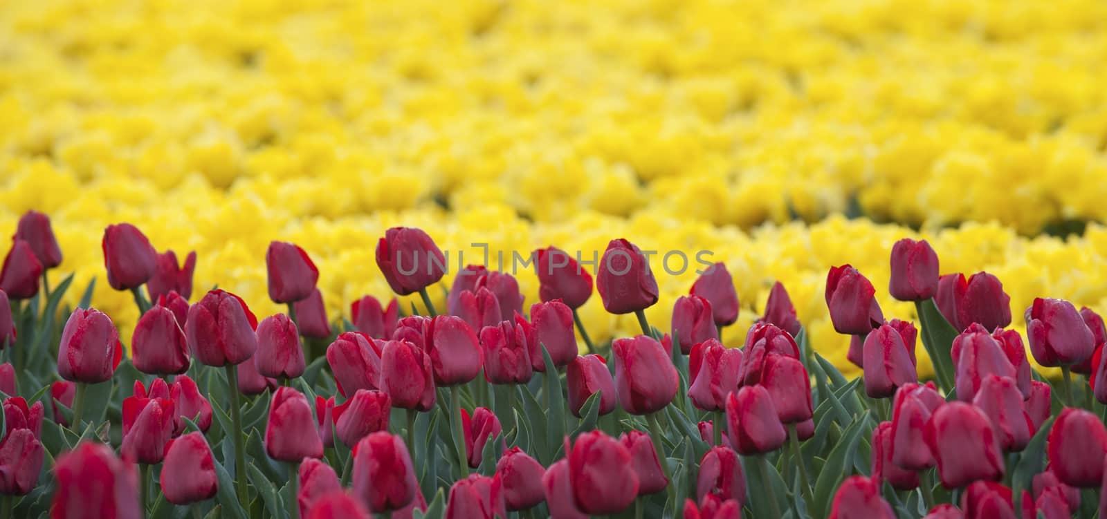 Row of colors at tulip farm in Gironde, France