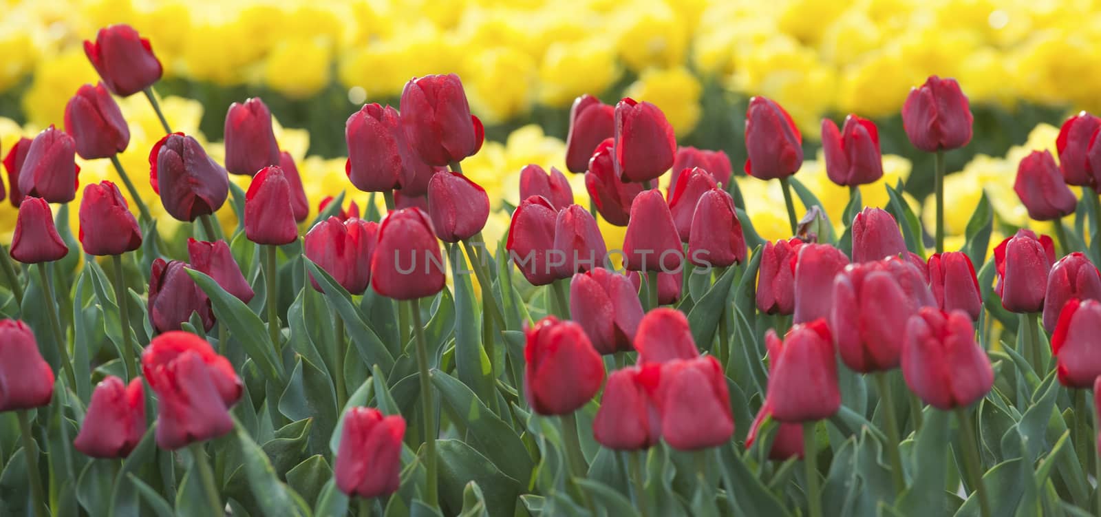 Row of colors at tulip farm in Gironde, France