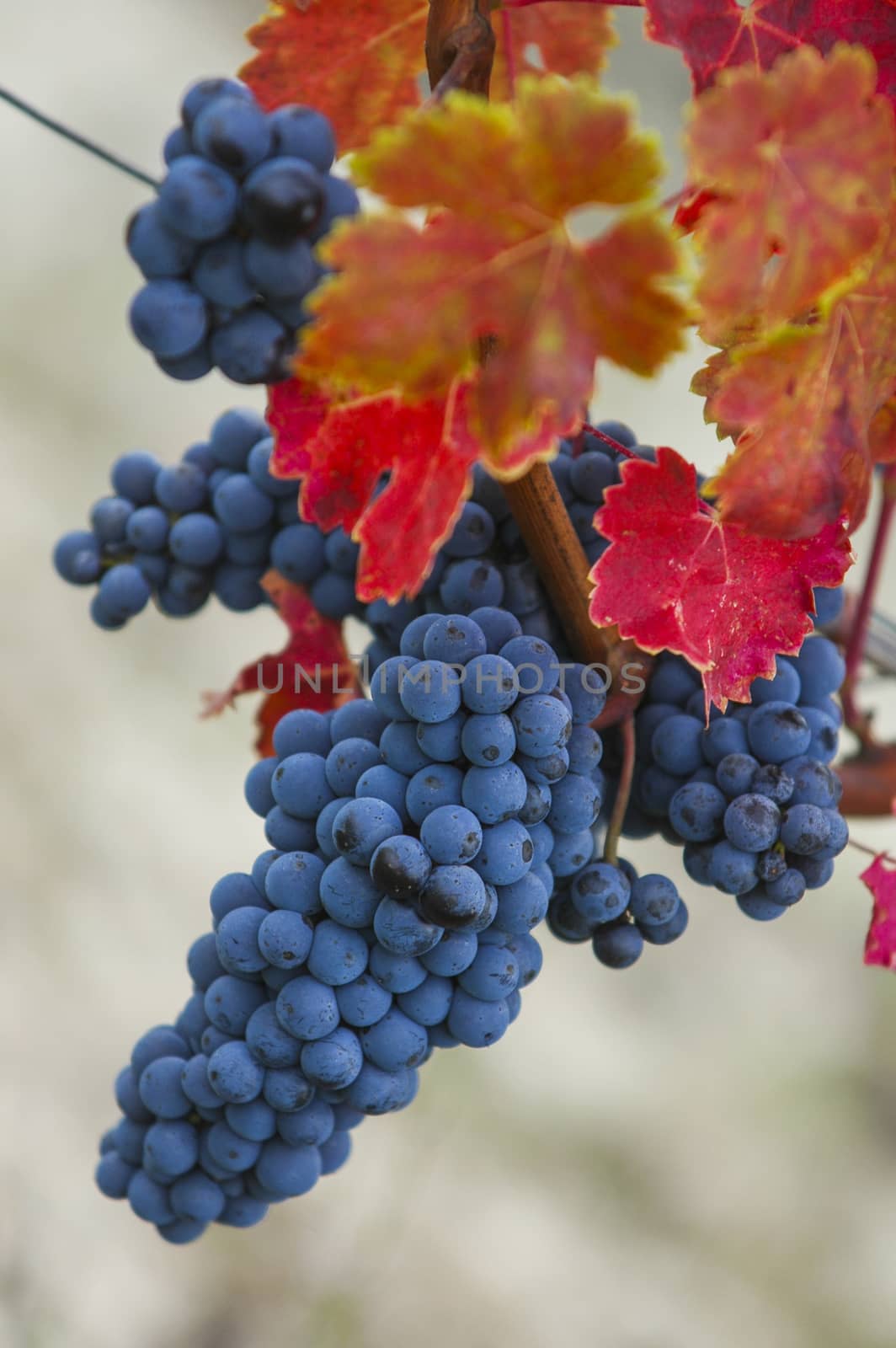 Bunch of red grapes before harvest, merlot, Medoc, France