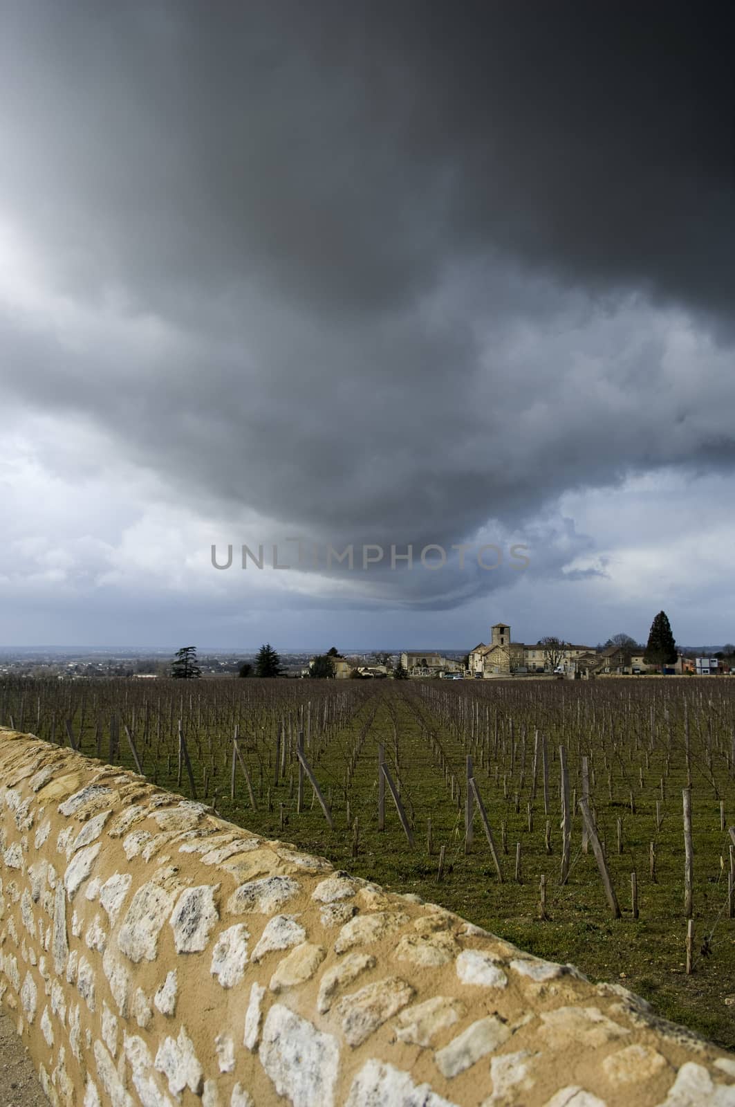 Vineyards of Saint Emilion with ruined church, Bordeaux, France, Europe