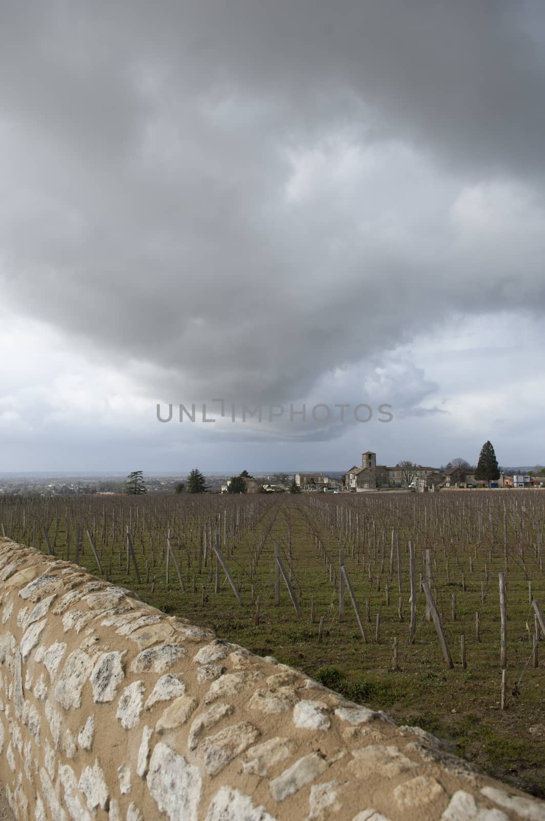 Vineyards of Saint Emilion with ruined church, Bordeaux, France, Europe
