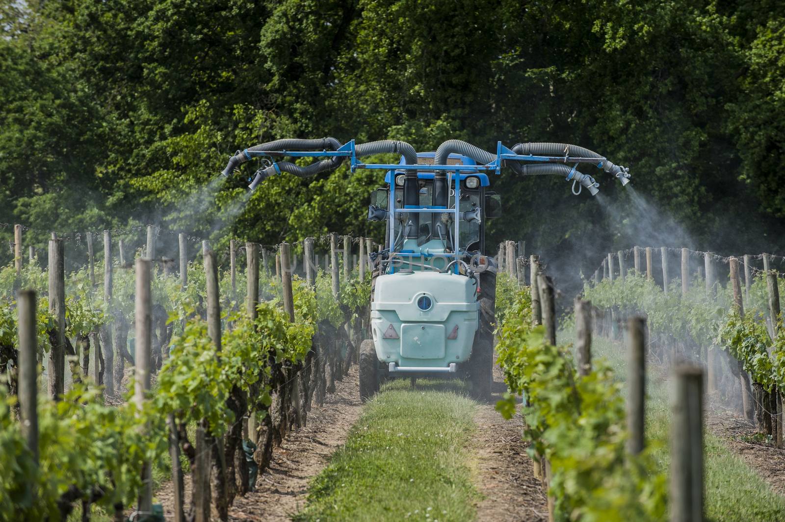 Agricultural chemical treatments in spring vineyard, France