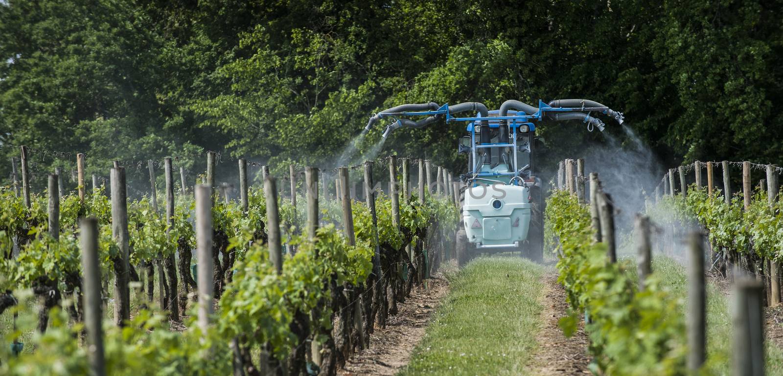 Agricultural chemical treatments in spring vineyard, France