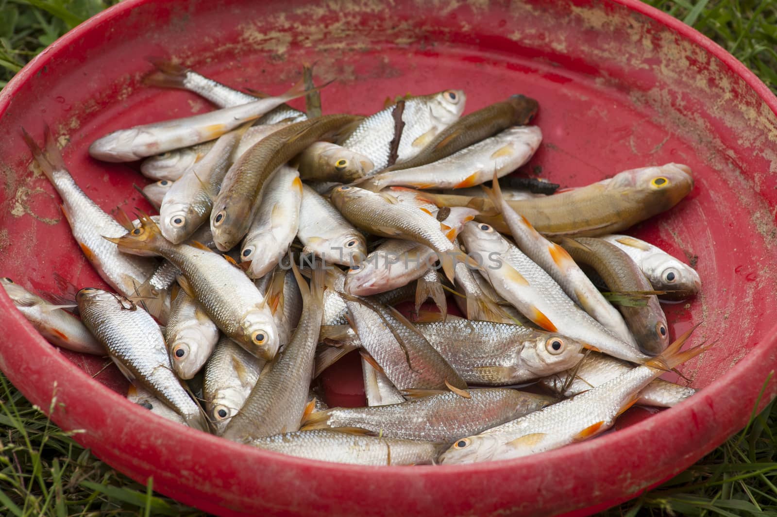Bucket full of fishes after a fishing trip, France