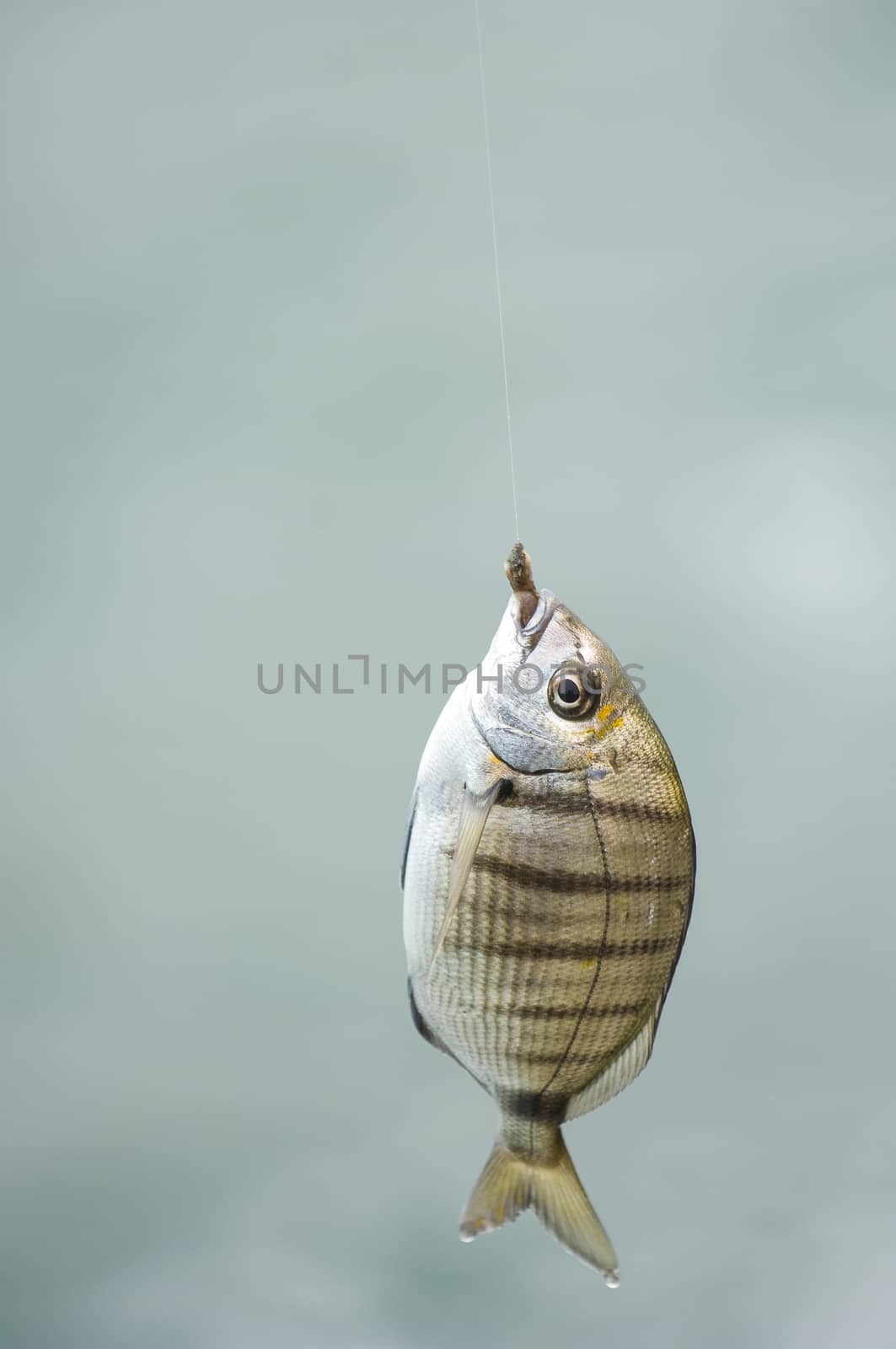 Fish at the end of the line of the fisherman's cane, France