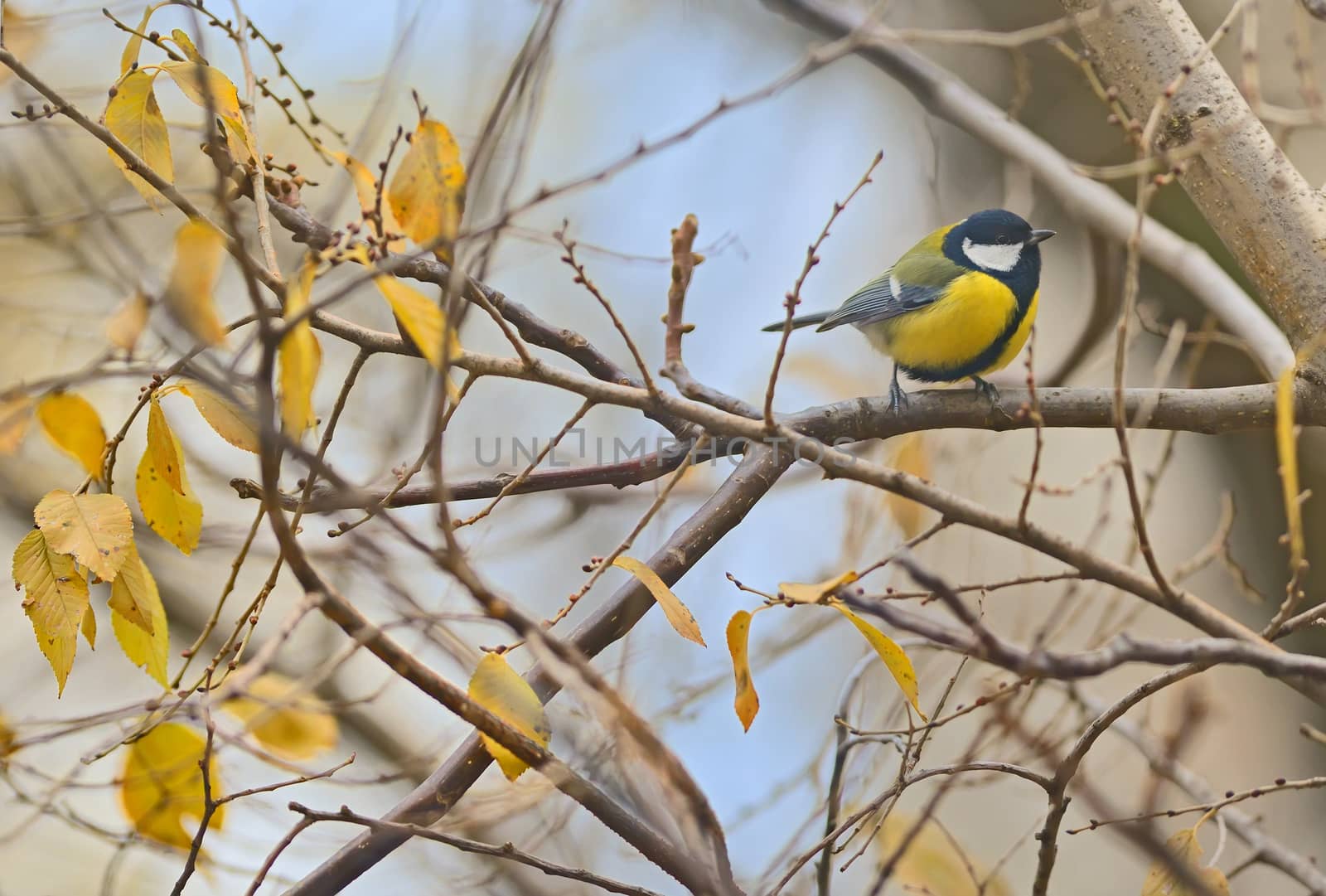 Parus major, great tit bird on autumn branch tree