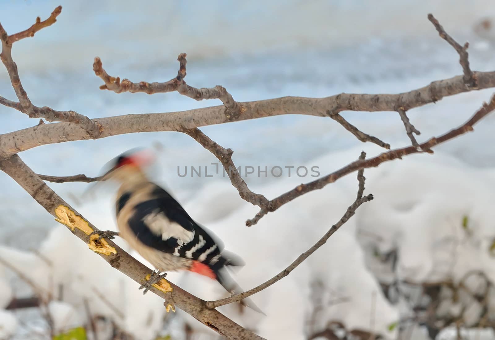 Great Spotted Woodpecker (Dendrocopos major)