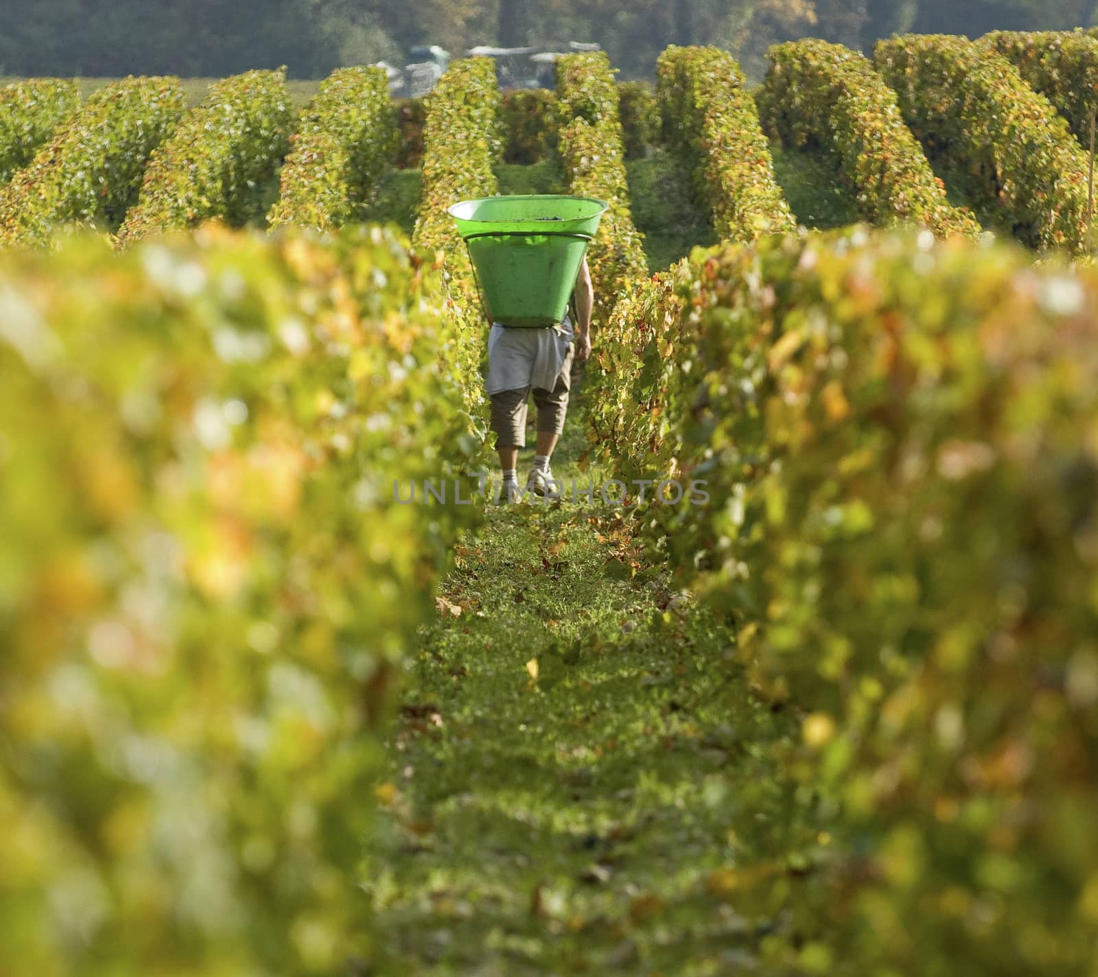 Harvesting the Grapes, Bordeaux Vineyard