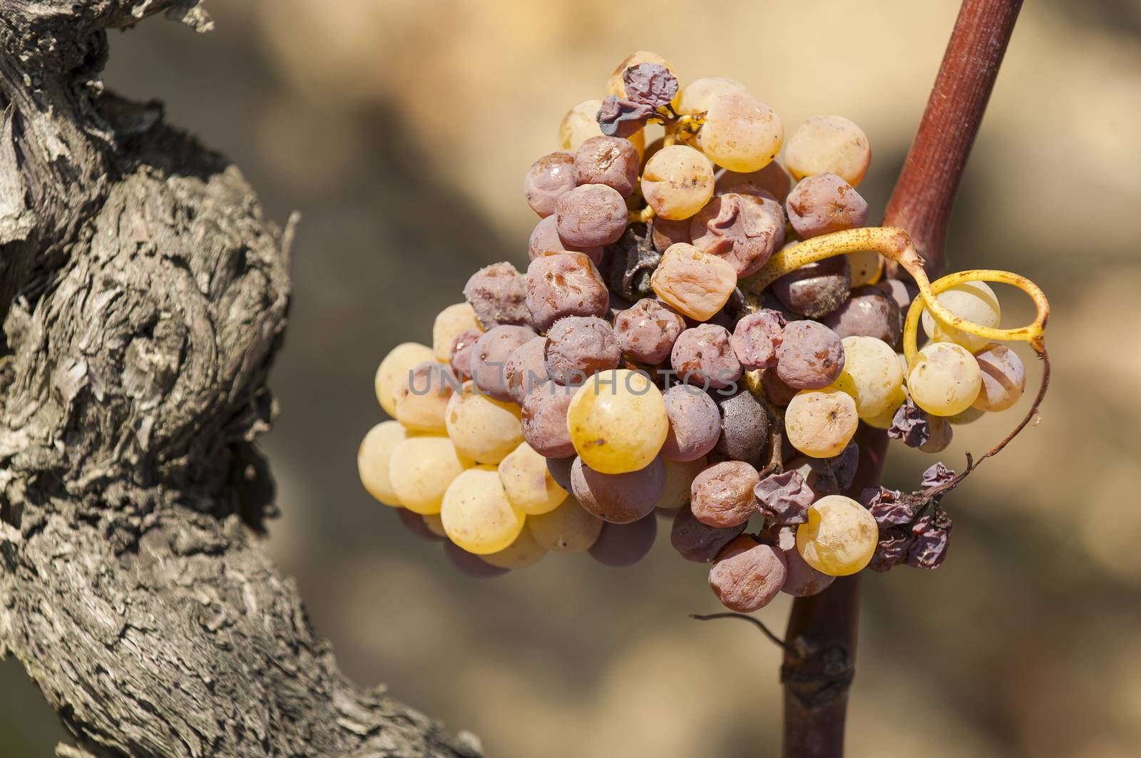Noble rot of a wine grape, grapes with mold, Botrytis, Sauternes, France