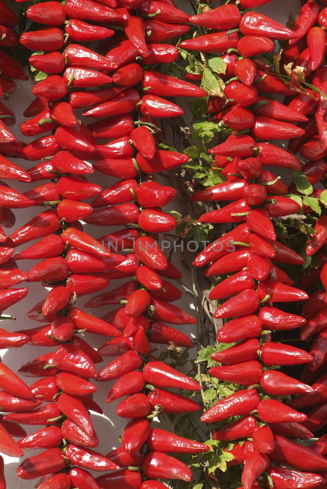 Red chilli peppers, Espelette, Pays Basque, Aquitaine, France