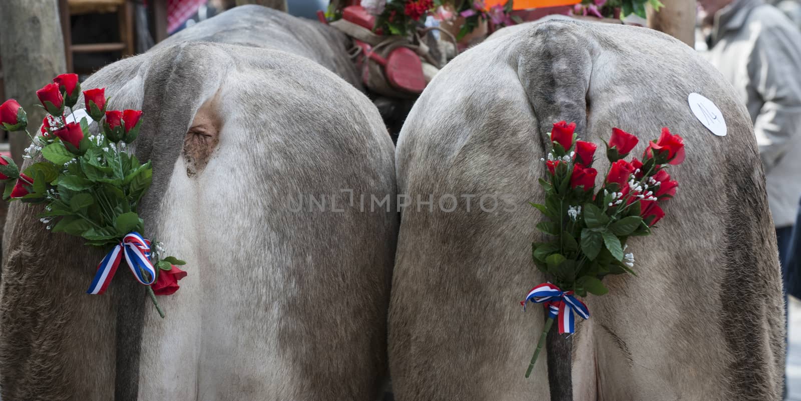 Bazas boeuf with a swinging tail during a traditional festival, Bazas, France