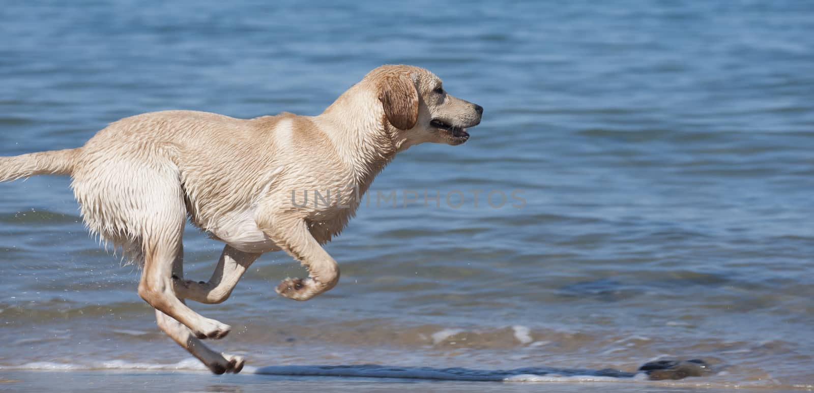 Focused young dog running on the beach, Aquitaine, France
