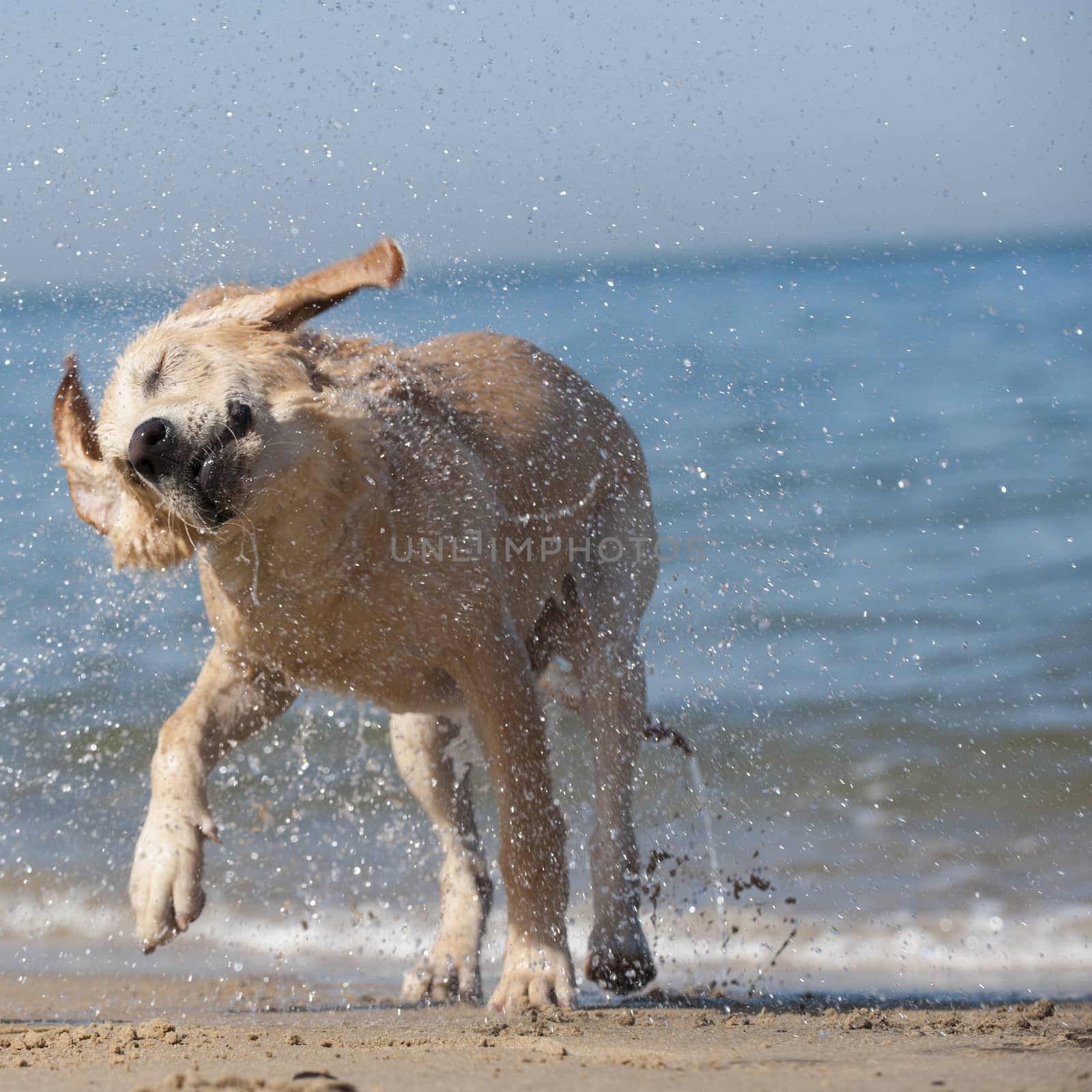 Focused young dog running on the beach, Aquitaine, France