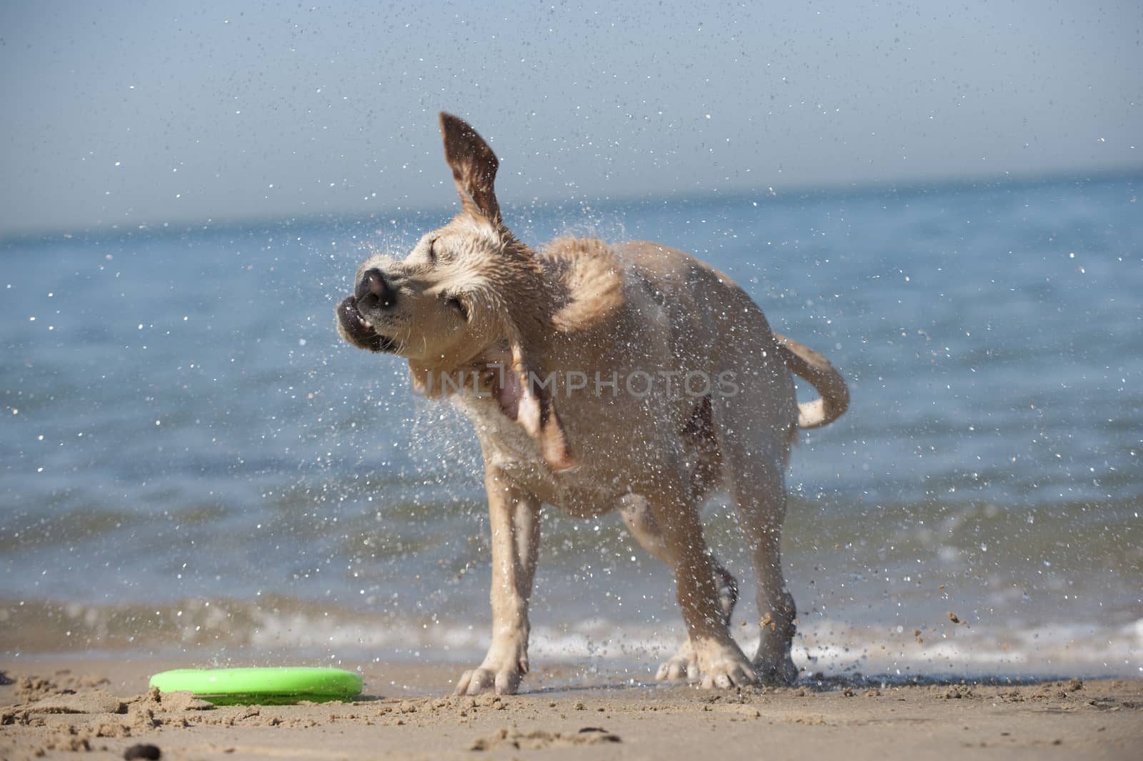 Focused young dog running on the beach, Aquitaine, France