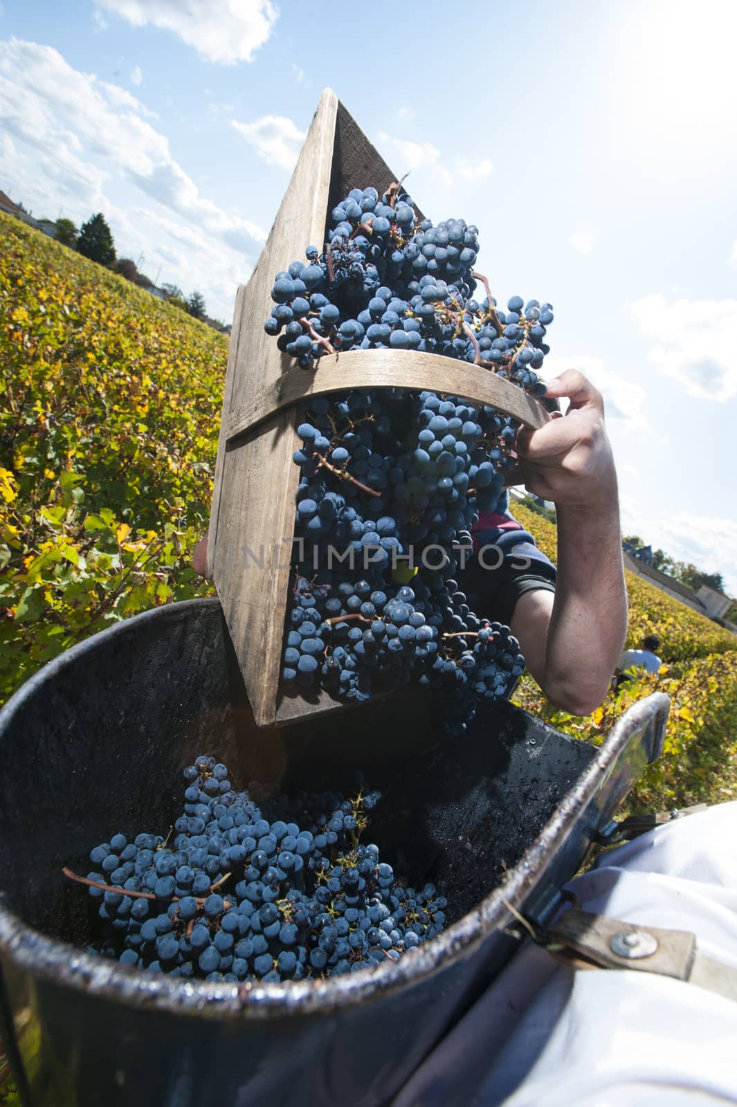 Grape harvest, red bay, Bordeaux Vineyard, France