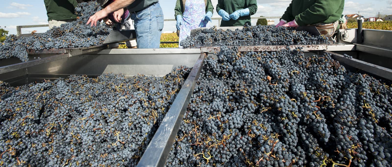 Grape harvest, red bay, Bordeaux Vineyard, France