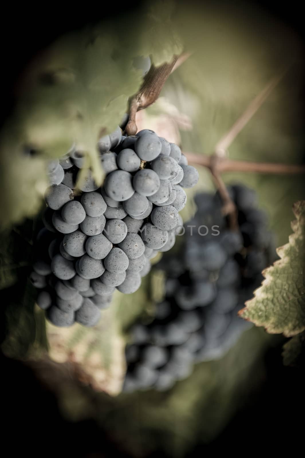 Bunch of red grapes before harvest, merlot, Medoc, France