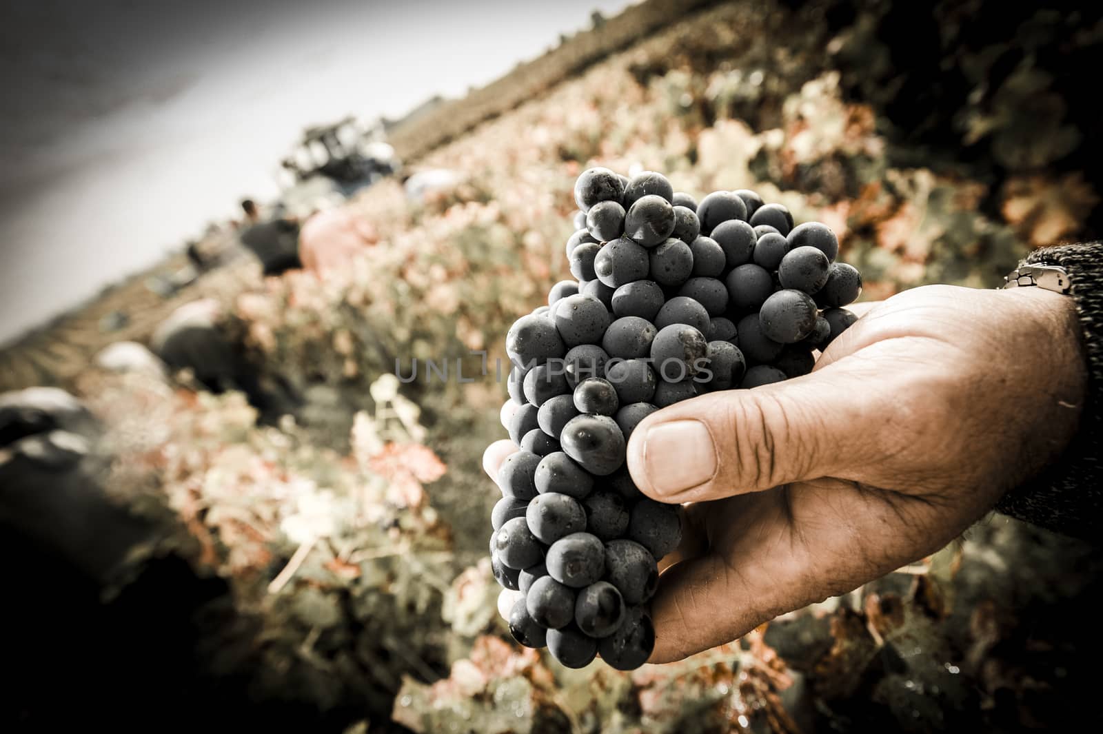 Grapes harvest, Farmers hands with freshly harvested black grapes, Medoc, France