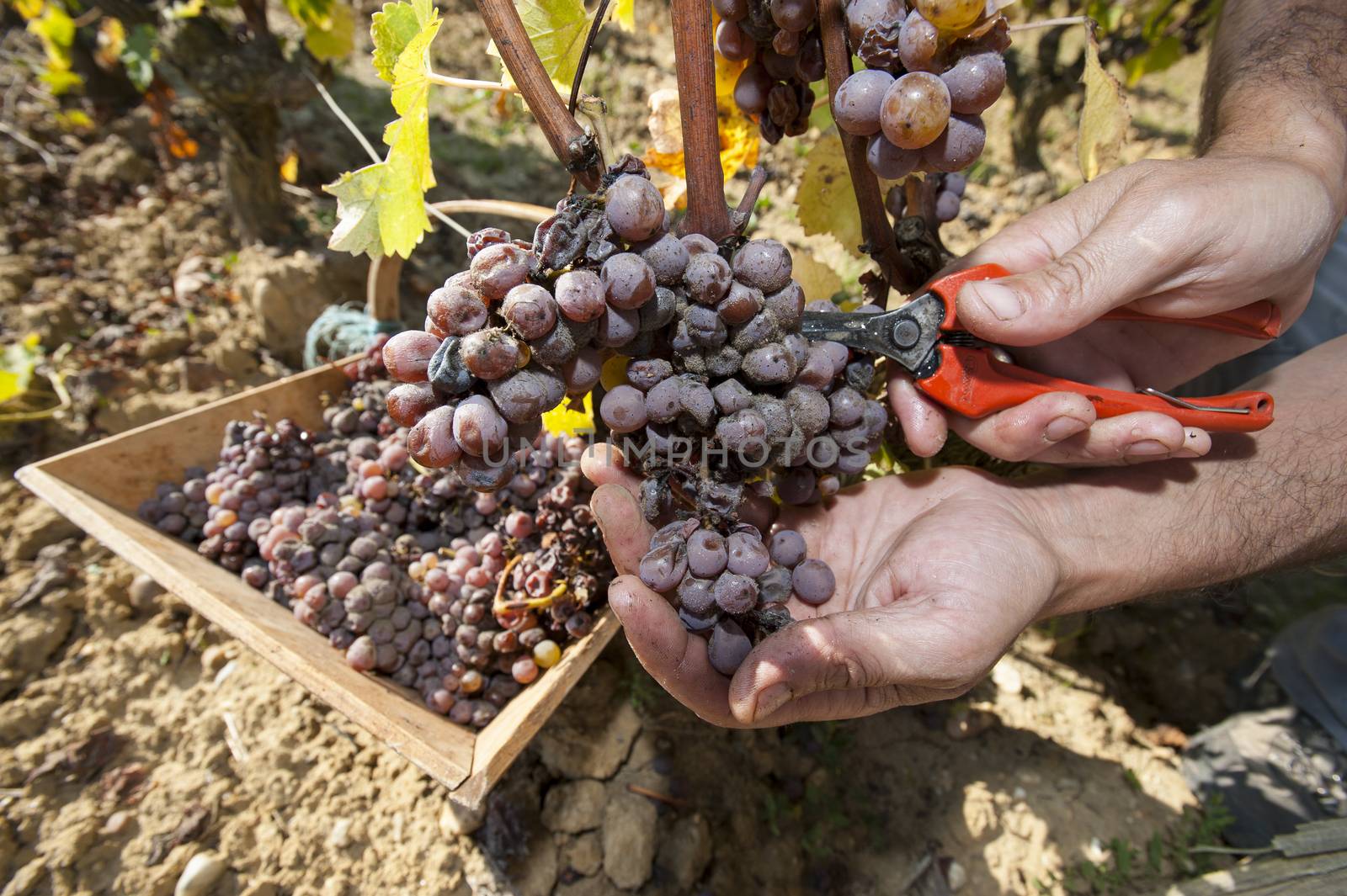 Noble rot of a wine grape, grapes with mold, Botrytis, Sauternes, France